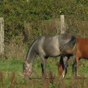 caballo-milca-gv