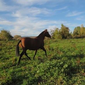 caballo-chocolate-claro-velasca