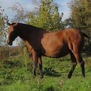 caballo-chocolate-claro-velasca