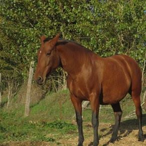 caballo-chocolate-claro-velasca