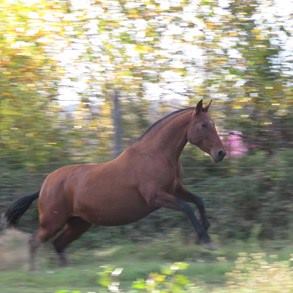 caballo-chocolate-claro-velasca