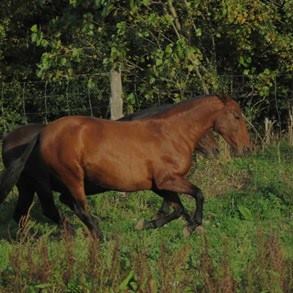 caballo-chocolate-claro-velasca