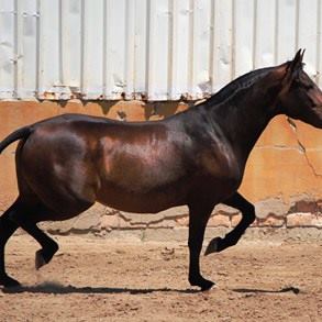 caballo-chocolate-oscuro-tunanta