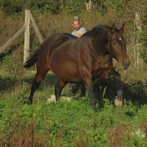 caballo-chocolate-oscuro-tunanta