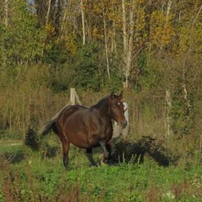 caballo-chocolate-oscuro-tunanta