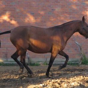 caballo-chocolate-pr-oportuna