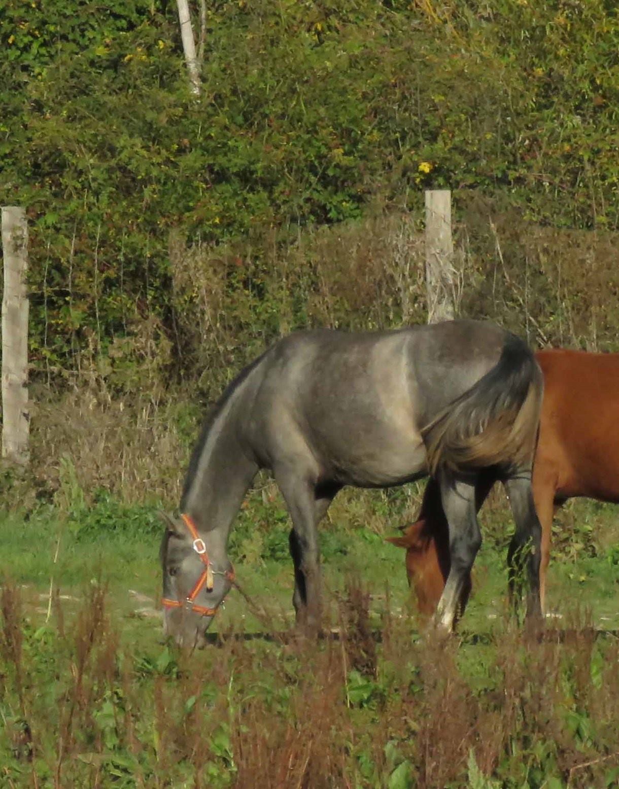 caballo-milca-gv