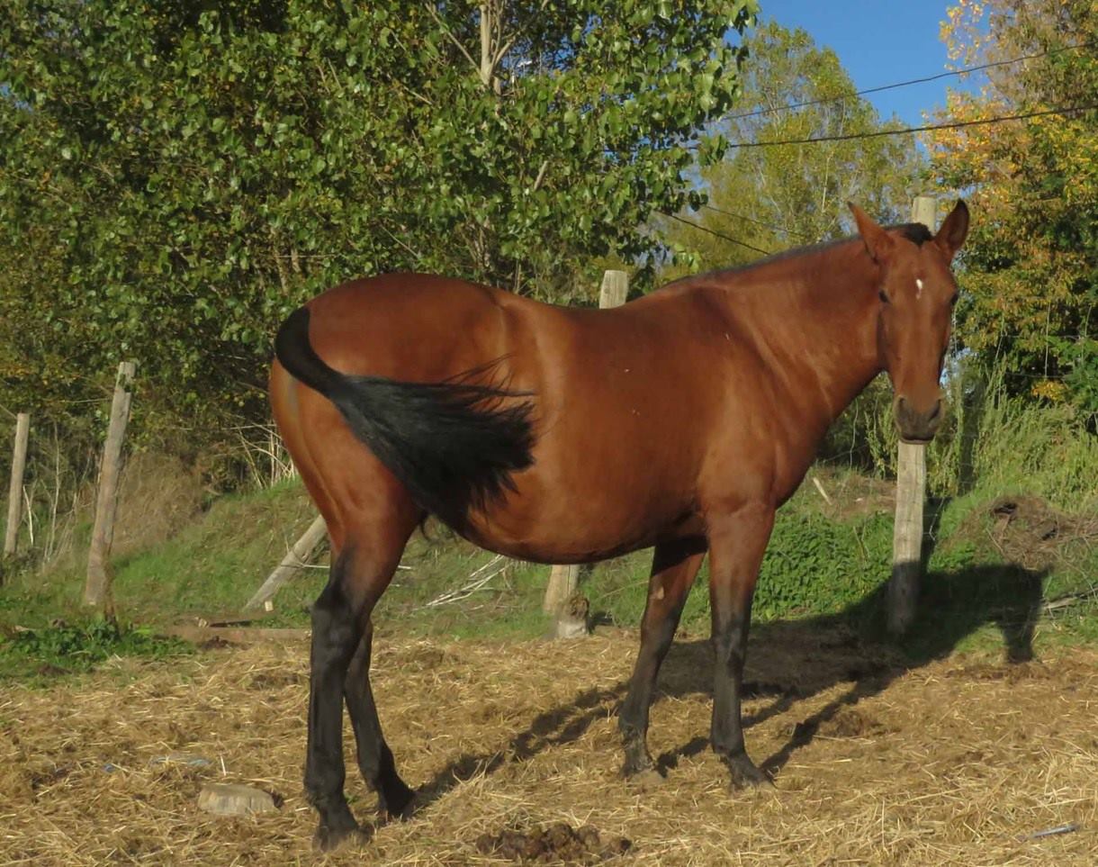 caballo-chocolate-claro-velasca