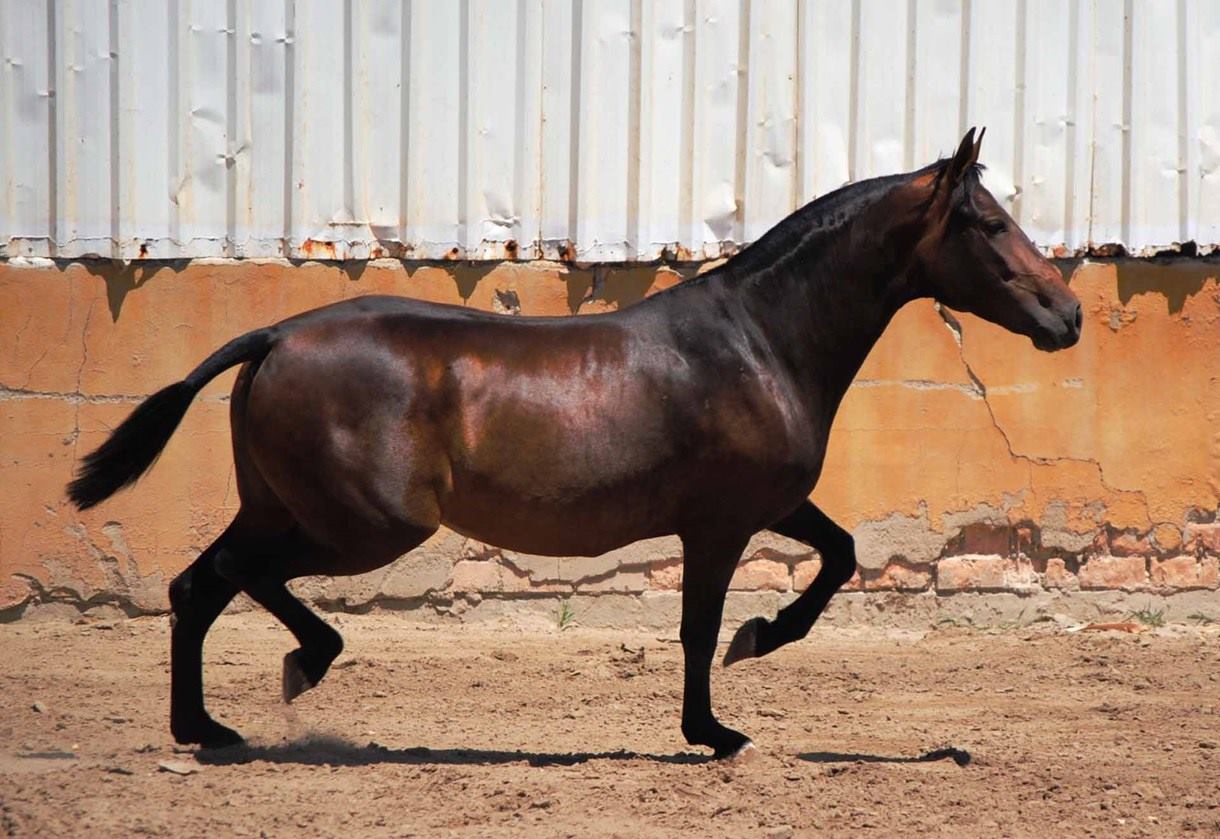 caballo-chocolate-oscuro-tunanta